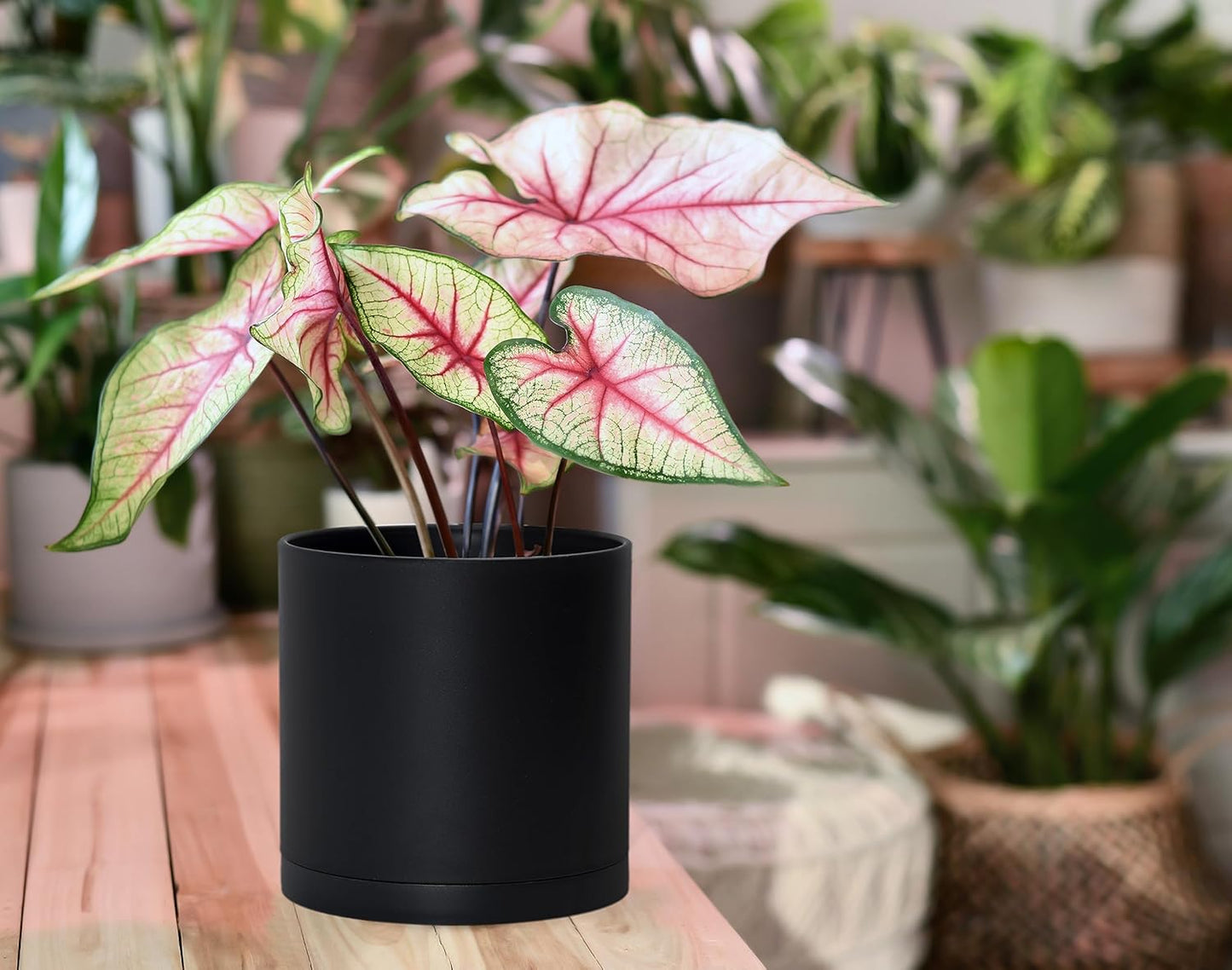 D'vine Dev 2 Pack 6 Inch Modern Plastic Plant Pots, Small Garden Planters for Plant with Drainage Holes and Saucers, Black Color, 74-Y-J-1