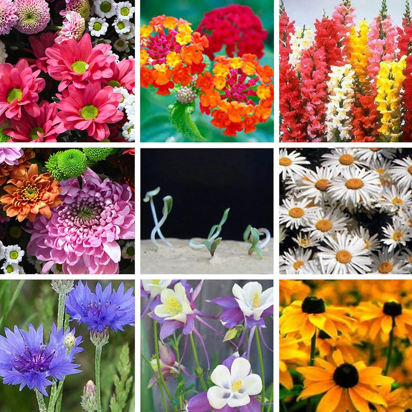 Plantable Wildflower Seed Paper Favors with Bee, Seed Packets Birthday Party Wedding Baby Shower Favors for Guests- Handmade Funeral Memorial Paper (Set of 24)