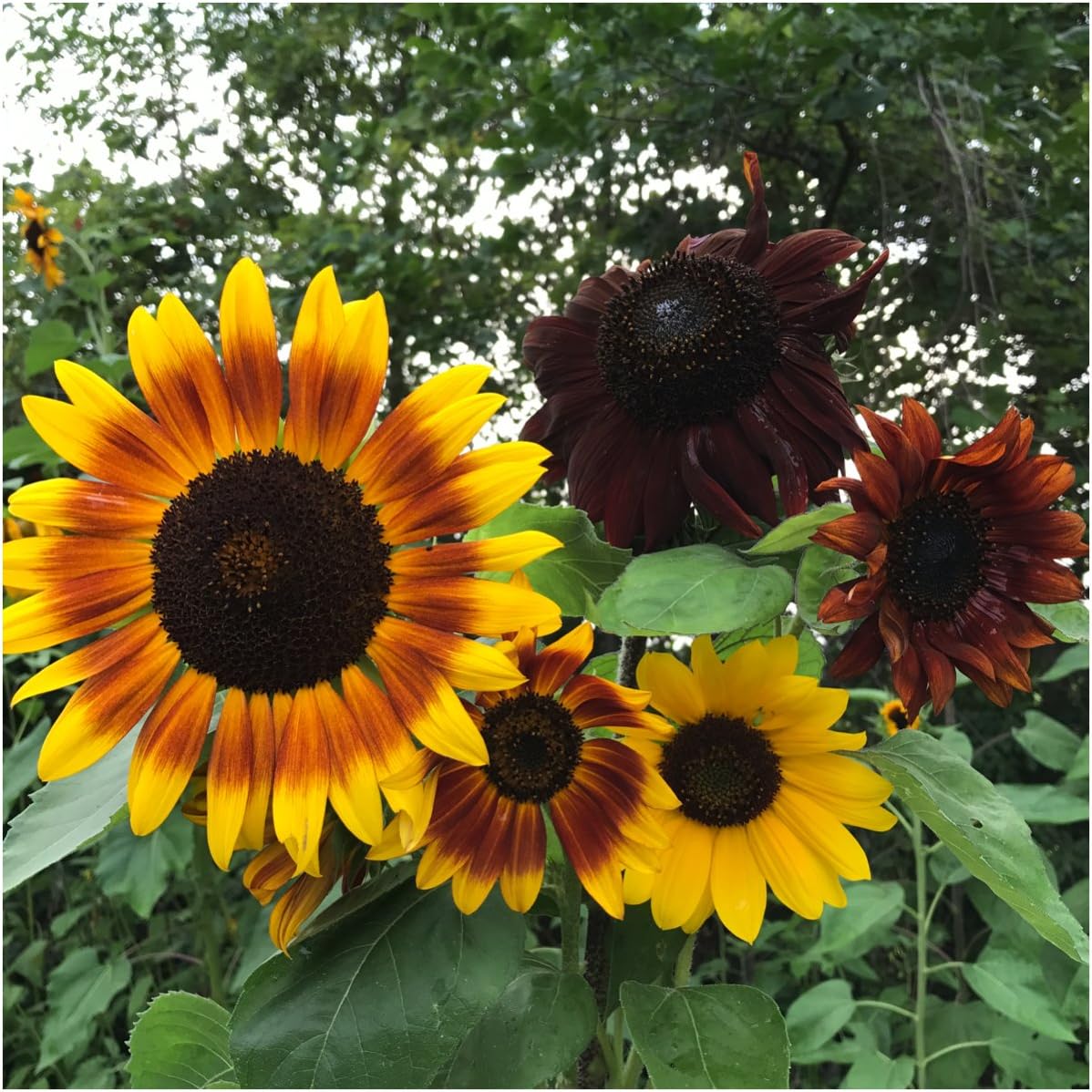 Seed Needs, Sunflower Seed Packet Party Favors - Pre-Filled Packs to Hand Out (Great for Weddings, Bridal Showers, Memorials, Fundraisers & Other Events) Heirloom & Untreated (100 Packets)