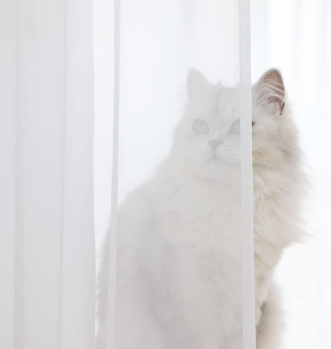 Window White Sheer Curtains 130 Inches Long 2 Panels Sheer Curtain Basic Rod Pocket Panel for Bedroom Children Living Room Yard Kitchen (White, 52" W x 130" L | 2 pcs)