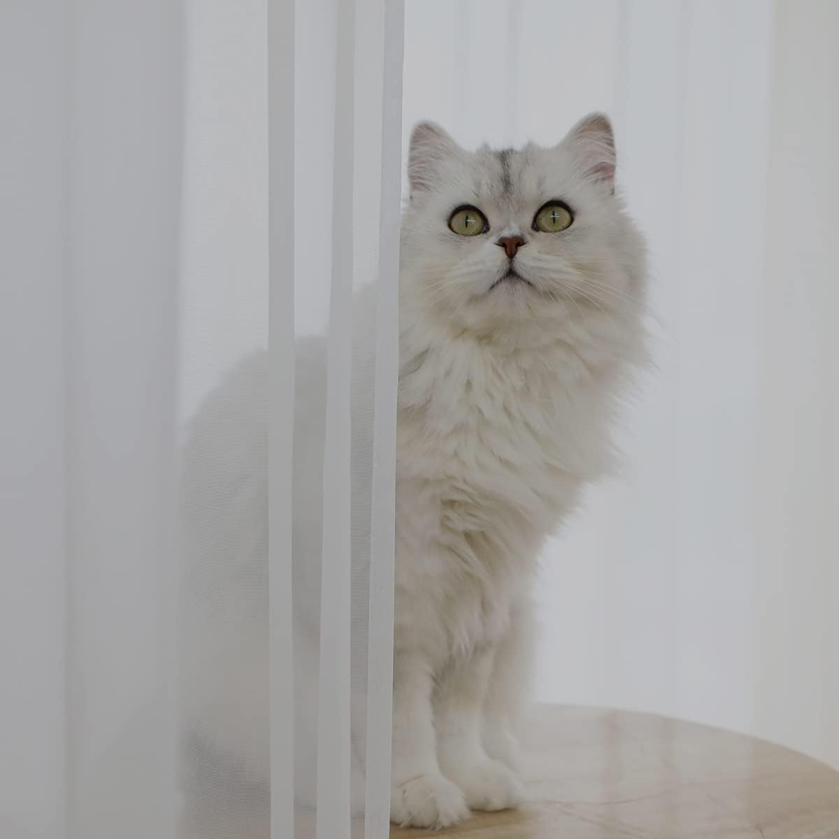 Window Ivory Sheer Curtains 48 Inches Width 84 Inches Long 2 Panels Sheer Curtains Clear Curtains Basic Rod Pocket Panel for Home/Living Room/Bedroom/Kids Room