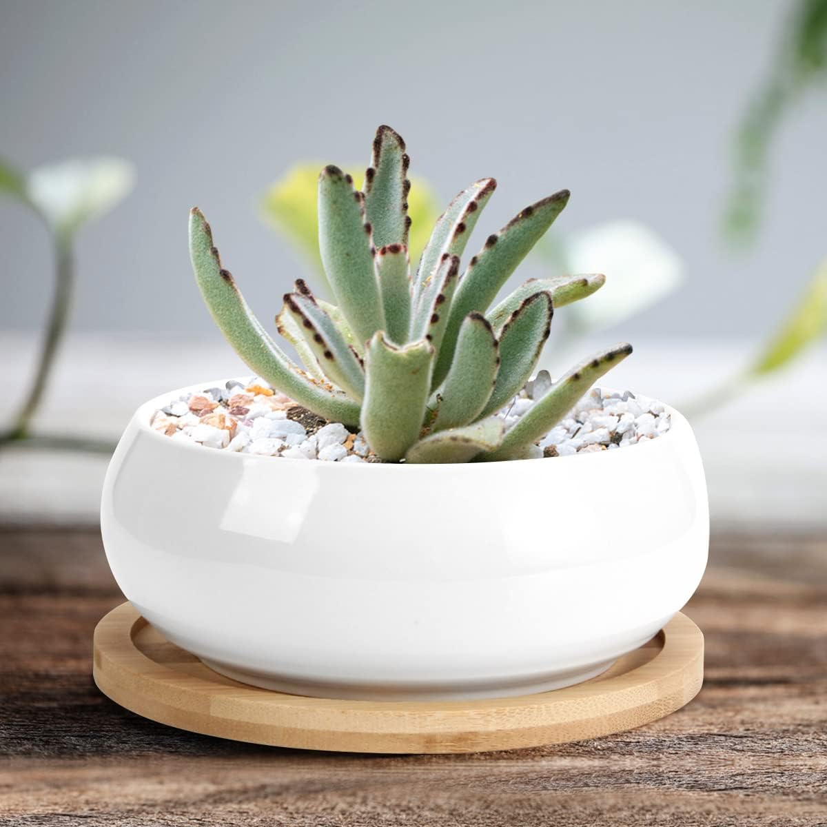 ZOUTOG 2 Pack Succulent Pots, 6 inch Ceramic Planters for Indoor Plants with Bamboo Tray, Pots with Drainage, Seeds＆ Plants Not Included