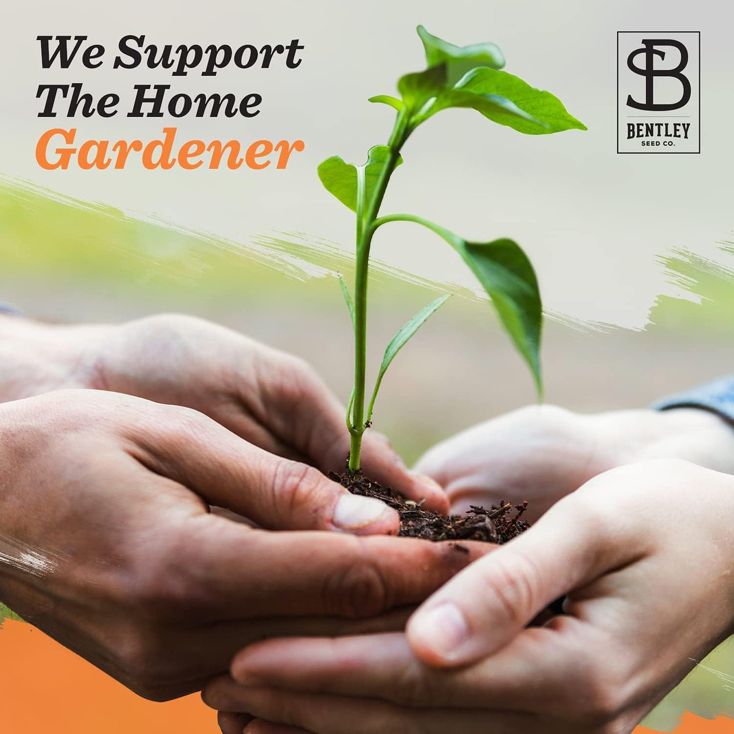 Bentley Wildflower Mix, Pre Filled Hummingbird Packets, 25 Annual Flower Packs, Perfect Eco-Friendly Gift for DIY Gardeners or New Homeowners, Non GMO Seeds