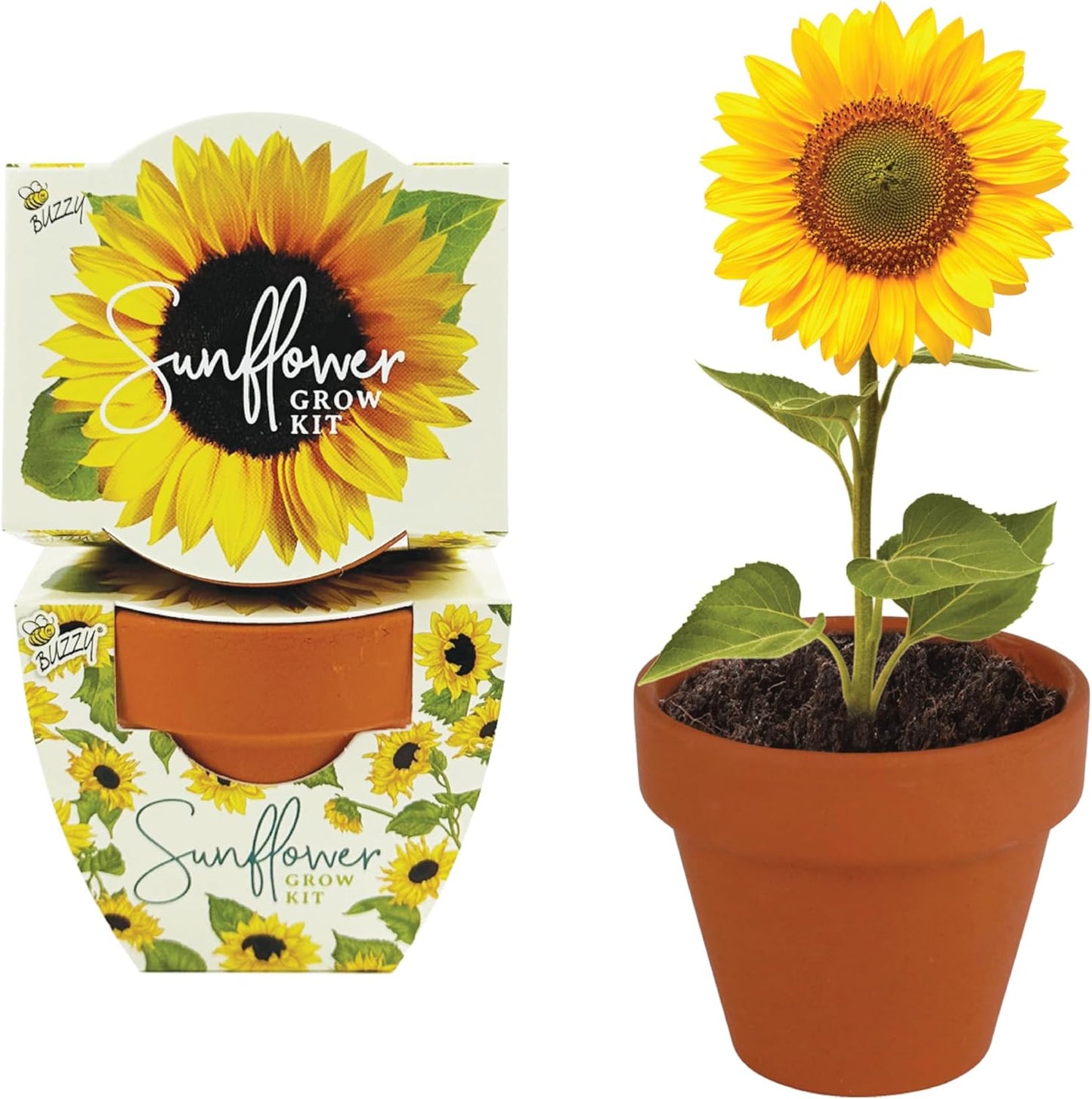 BUZZY Seeds All-in-One Sunflower Mini Terracotta Pot Grow Kits 12-Pack, Indoor Mini Garden Seed Starter for All Ages, Grow Your Own Vibrant Flowers, DIY Plant Project, Gardening Gift