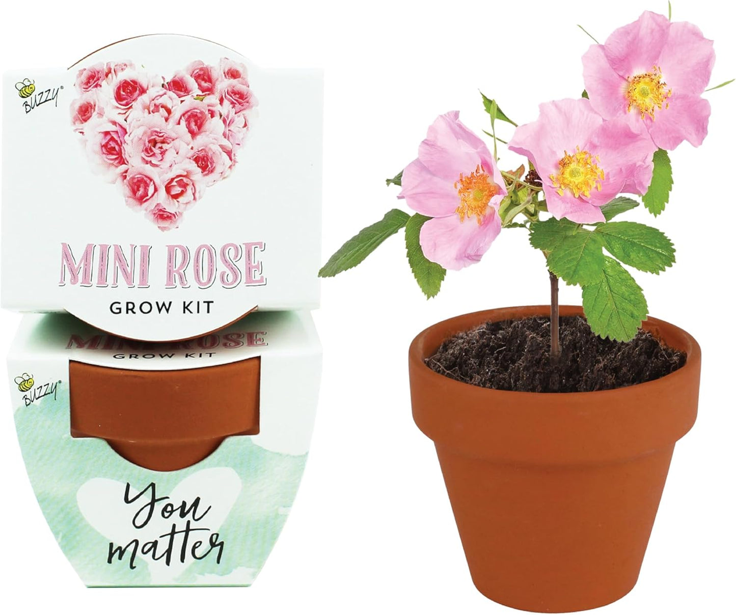 BUZZY Seeds Love Collection Mini Rose Terracotta Grow Pots, 12-Pack Gardening Kit Ideal for Wedding Favors, Baby Shower Prizes, Valentine’s