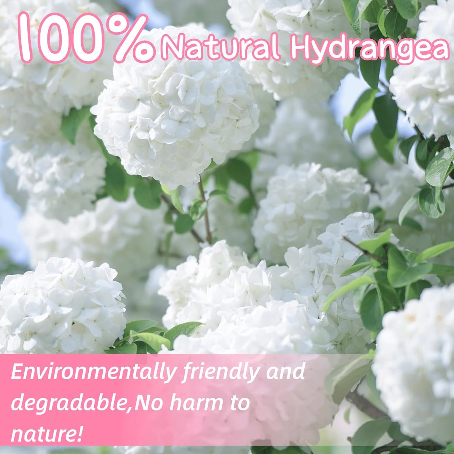 1500+ Real Dried Hydrangea Flower Petals -1.06Oz Real Natural Preserved Petals for Wedding, Party Confetti, Romantic Night, Proposal Decor, Handcrafts (Pink & White)