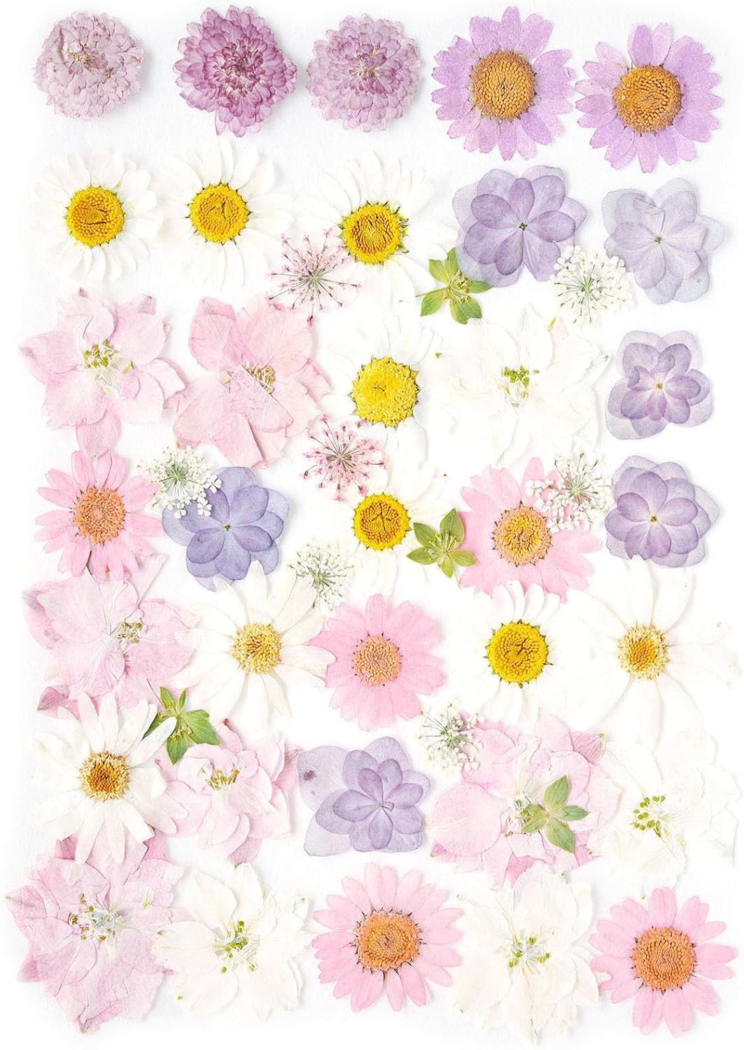 Real Dried Pressed Flowers Leaf Plant Herbarium for Crafts Resin Jewelry Making, Floral Cake Decorations-Light Pink