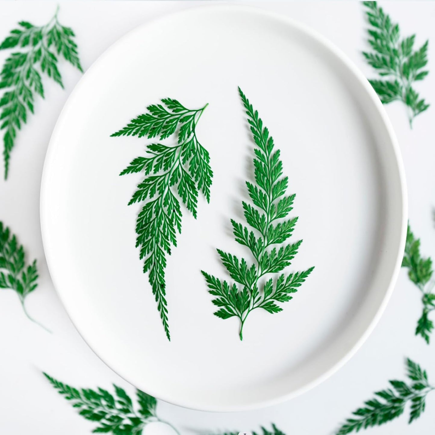 48 Pcs Dried Pressed Flowers Leaves Ferns for Crafts Art Resin DIY Natural Dry Green Leaf Epoxy Jewelry Real Rose Flower Decor Cakes Phone Cases Bookmarks Candles Handmade Soap Ferns