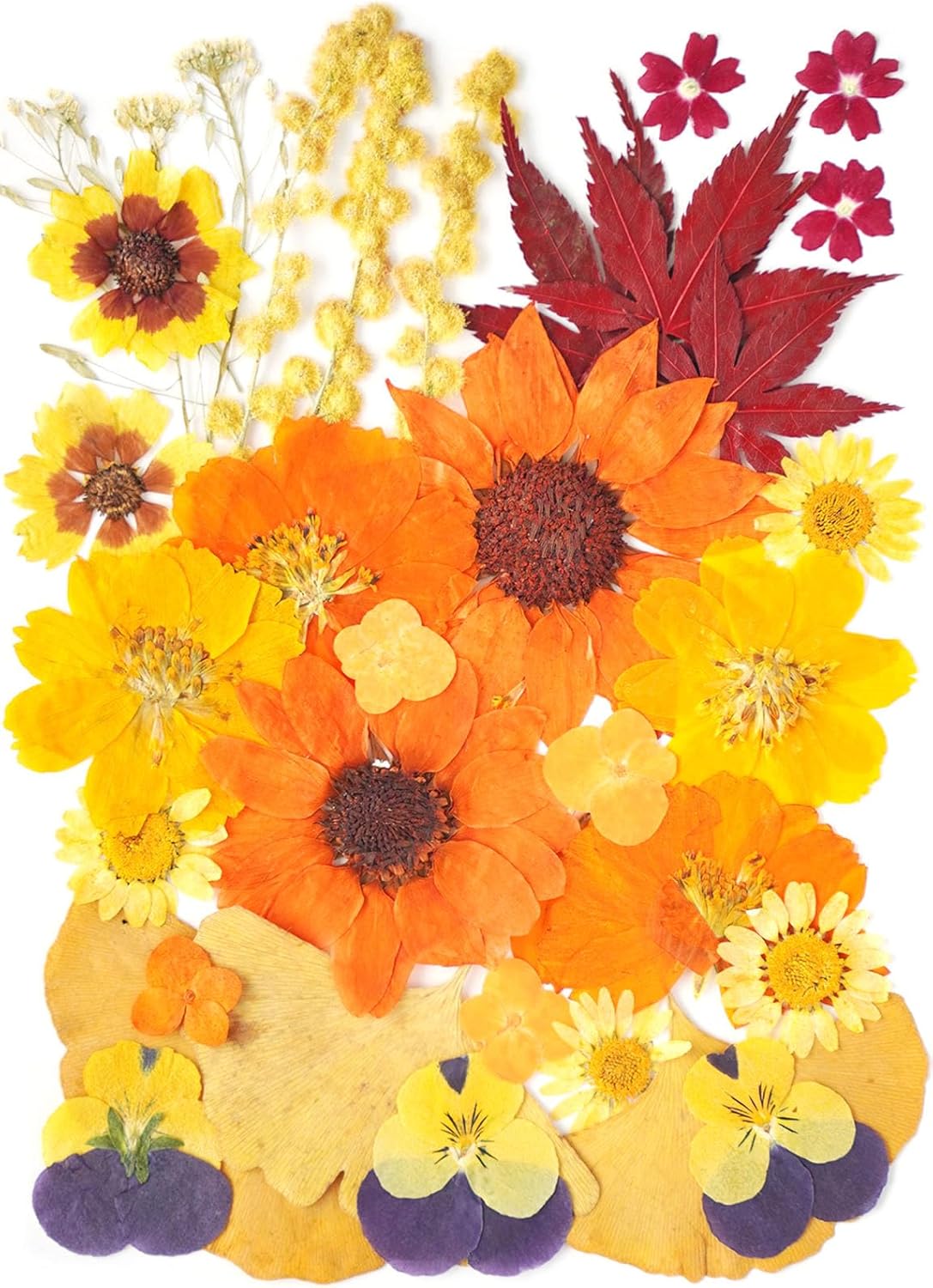 12Types Real Dried Pressed Flowers Sunflowers for Crafts Resin Jewelry Making, Fall Floral Cake Decorations-Orange