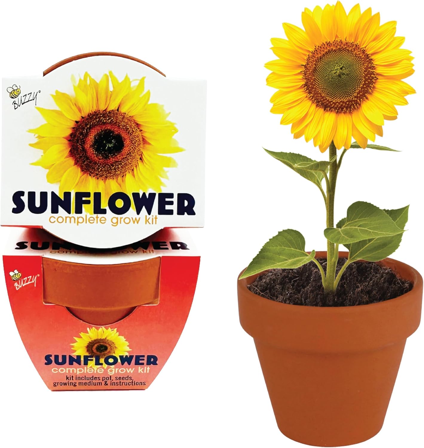 BUZZY Seeds Sunflower 12 Pack Terracotta Mini Grow Pots, Flower Planting Seed Starter Kit for Kids and Adults, Classic Collection Includes Easy Instructions for Growth Success, Gardening Gift