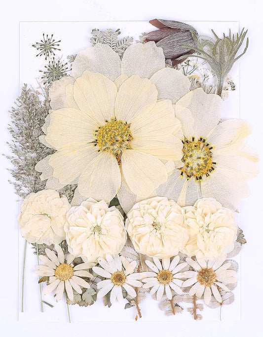 48PCS White Large Real Dried Pressed Flowers Leaves Natural Plant Herbarium for DIY Resin Mold Jewelry Making Craft (12 Styles)