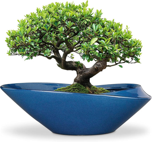 Bonsai Pot - 18 Inch Ceramic Planter for Indoor Outdoor Plants Bonsai Tree Pot Modern Large Succulent Planter Decorative Plant Pot with Drainage Hole Blue