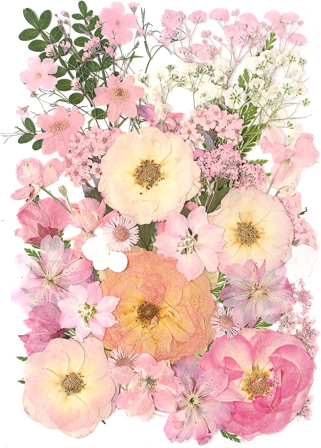 AHTONG 14 Types Pink Dried Pressed Flowers for Craft, Leaf Plant Herbarium for Resin Molds Jewelry Making Floral Decors (Peach Fuzz)