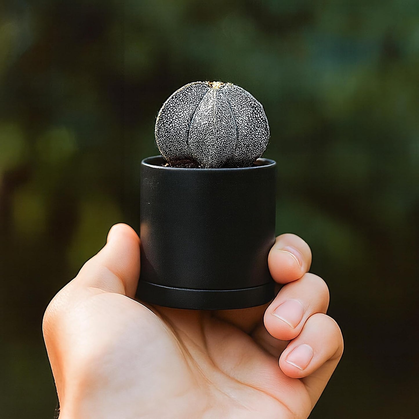 D'vine Dev 24 Pack 2 Inch Mini Plastic Plant Pots, Small Garden Planters for Plant with Drainage Holes and Saucers, Black Color, 74-Y-A-6