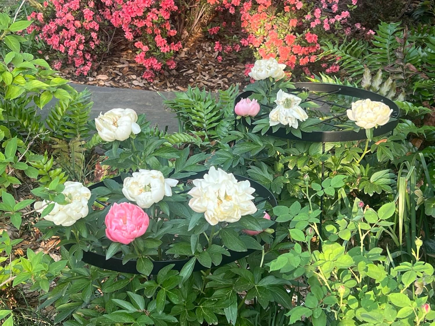 Large Peony Cages and Supports 18.9"x23.6" - Durable Round Garden Flower Rings | Tall Plant Support Stakes for Outdoor Peonies | Enhances Peony Planting Success with Secure Grounding