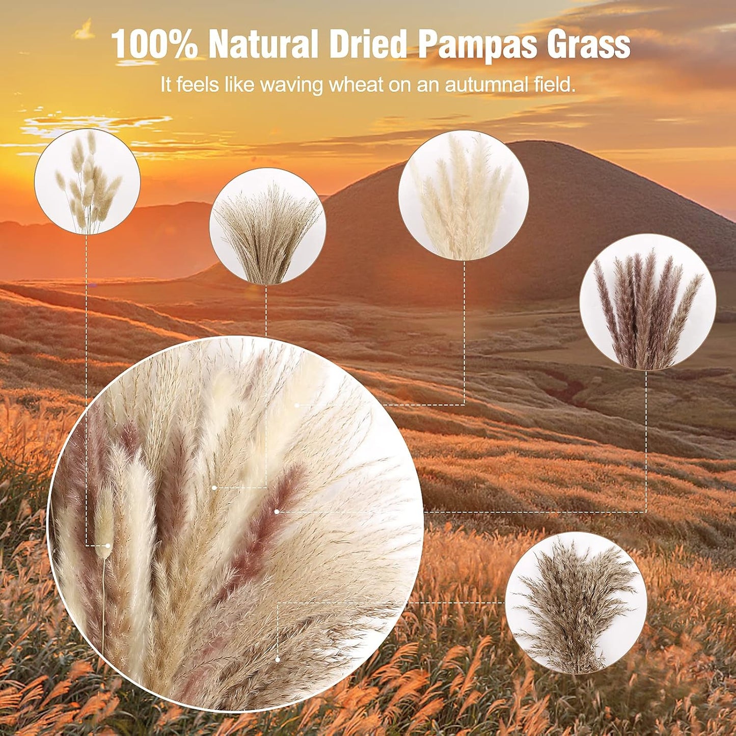 N&T NETING 75Pcs Pampas Grass Decor-10Pcs White Pampas Grass, 20Pcs Brown Pampas, 10Pcs Bunny Tail, 30Pcs Reed, 5Pcs Fluffy Dried Pompas Grass Flower for Fall Home Wedding Table Vase Boho Decor