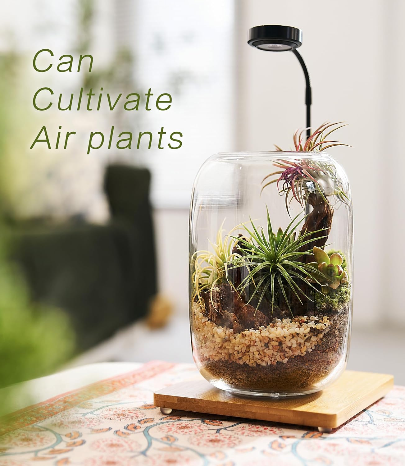 Terrarium Kit with Grow Light, Succulent Plants, Mini Gardening Set - Includes Jar, Tools, Moss, Rocks, Driftwood & Decor