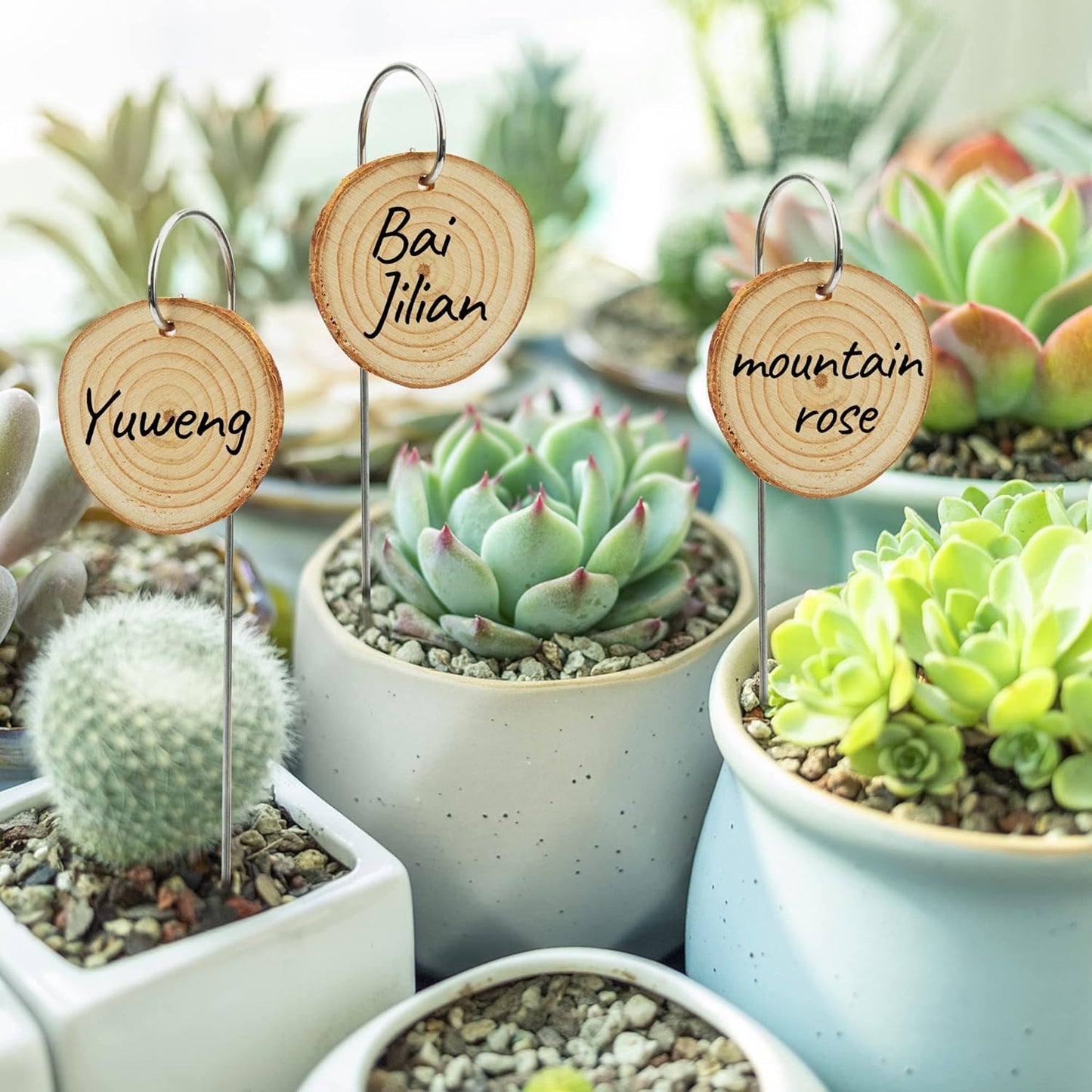 Temlum Wooden Plant Labels with Marker Pen, 50 Pcs Plant Markers Garden Label Stakes Plant Sign Tags for Flowers, Herbs, Potted Plants, Seed