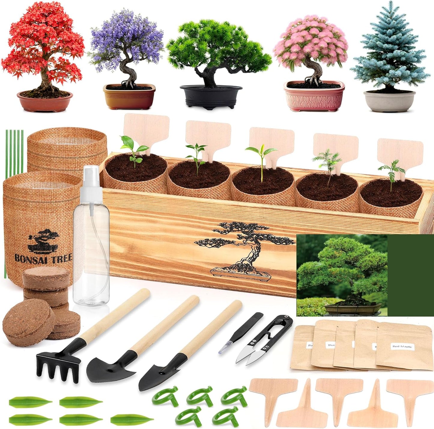 5 Pack Bonsai Tree Kit - 5 Seeds Growing Plant Bonsai Tree Live Kit for Beginners, Easy to Grow Complete Indoor Garden Starter Kits with Wooden Box & Tools, Christmas Gifts for Men Women Plant Lover